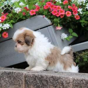 Rube, Teddy Bear Puppy